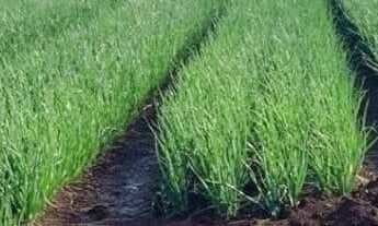 Imagem: VENDO FAZENDA CULTURA IRRIGADA REGIAO DE