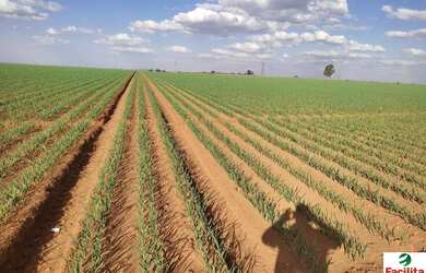 Imagem 16: VENDO FAZENDA PARA LAVOURA REGIAO DE IBIA ( 6141