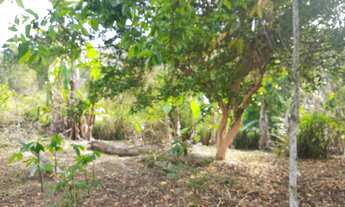 Imagem: VENDO CHACARA 18.000m² PLANA EM PARAIBUNA