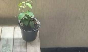 Imagem 7: Apartamento de 2 dormitórios, 1 banheiro, 1 vaga, com 72m² em Taboão, São Bernardo do Camp