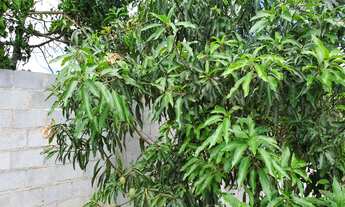 Imagem 3: CHACARA RURAL em Paraibuna - SP, Bairro da lagoa