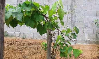 Imagem 4: CHACARA RURAL em Paraibuna - SP, Bairro da lagoa