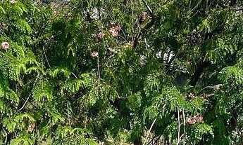 Imagem 7: 5 dormitórios, 5 suíte, 8 banheiro, 5 vagas na garagem, 750M² de Área Total