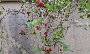 Imagem 7: CASA EM CONDOMÍNIO FECHADO COM 4 QUARTOS EM VILLAGE DO SOL