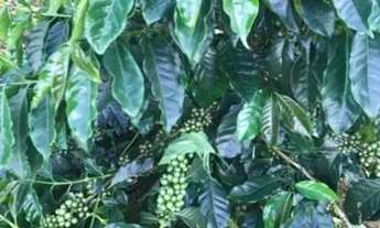 Imagem 3: Excelente propriedade nas montanhas em mata fria de Conceição do Castelo