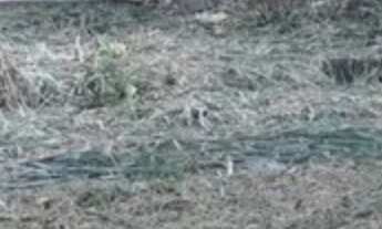 Imagem 7: TERRENO EM PRAIA GRANDE / NORTE DO ESPÍRITO SANTO
