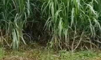 Imagem 3: FAZENDA À VENDA EM TEIXEIRA DE FREITAS / BAHIA