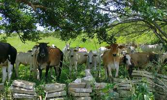 Imagem 5: SITIO RURAL em CACHOEIRAS DE MACACU - RJ, Japuíba