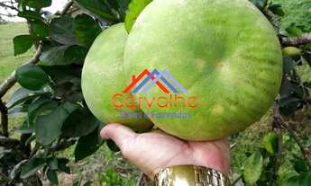 Imagem 6: SITIO RURAL em ITABORAÍ - RJ, PERÓBAS (PACHECOS