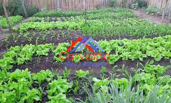 Imagem 7: SITIO RURAL em ITABORAÍ - RJ, PERÓBAS (PACHECOS