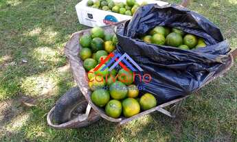 Imagem 5: SITIO RURAL em ITABORAÍ - RJ, PERÓBAS (PACHECOS