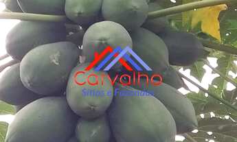 Imagem 4: SITIO RURAL em ITABORAÍ - RJ, PERÓBAS (PACHECOS