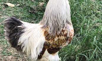 Imagem 3: FAZENDA RURAL em RIO BONITO - RJ, Sambê