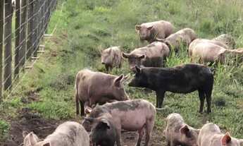 Imagem 5: FAZENDA RURAL em RIO BONITO - RJ, Sambê