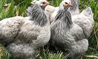 Imagem 2: FAZENDA RURAL em RIO BONITO - RJ, Sambê