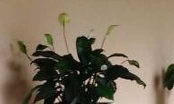 Imagem 4: SITIO RURAL em ITABORAÍ - RJ, Sambaetiba