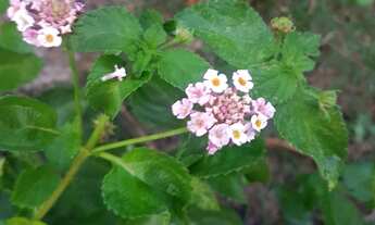 Imagem 5: CASA RESIDENCIAL em CAMPINAS - SP, COLINAS DO ERMITAGE (SOUSAS