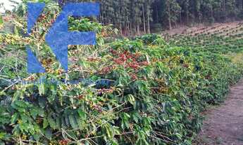 Imagem 4: SITIO RURAL em CAPELINHA - MG, São Caetano do Lino