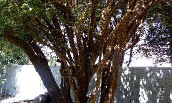 Imagem 7: CASA REGIAO SAO BERNARDO