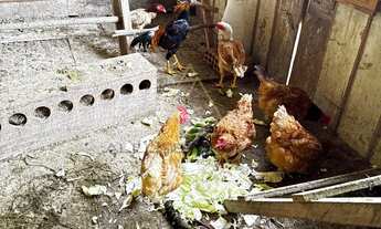 Imagem 7: Sítio com mais de 8mil m² em Benedito Novo-SC