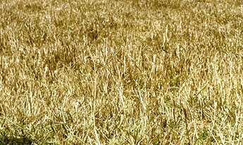 Imagem: Venda de terreno em Bandeira do Sul