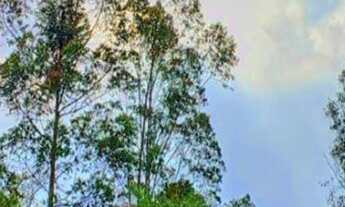 Imagem 3: Venda de Chácara em Bandeira do Sul