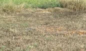 Imagem: Lote de chácara para venda no Bairro Souza