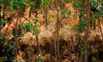 Imagem 5: Chácara para Venda em Campestre