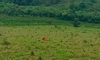 Imagem: Sítio de 50 hectares à venda em Cruzília-MG