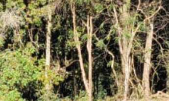 Imagem: Terreno à venda em Bandeira do Sul-MG