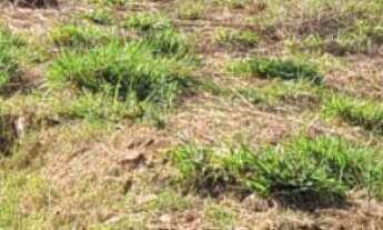 Imagem 3: Terreno à venda em Bandeira do Sul-MG, na Zona Rural, com 1.276,00 m² de área! Venha confe