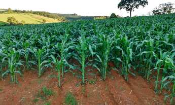 Imagem 5: Venda de Sítio em Botelhos