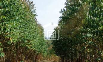 Imagem: Venda de Sítio em Caldas