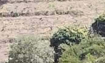 Imagem 7: Sítio a Venda em Senador José Bento, MG