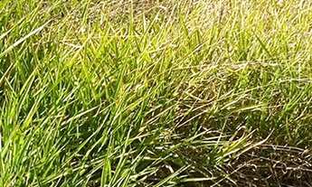 Imagem 4: Venda de terreno de chácara em Bandeira do Sul