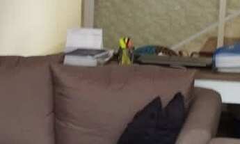 Imagem 5: Casa estilo Sobrado em Poços de Caldas, MG