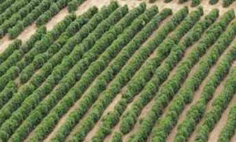 Imagem: Fazenda Roseirinha - Bandeira do Sul, MG