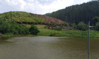 Imagem: Fazenda de 61 Alqueires com 160 mil pés
