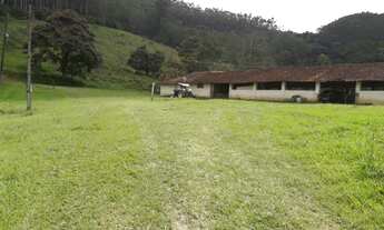 Imagem 4: Fazenda de 61 Alqueires com 160 mil pés Eucalipto