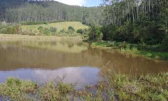 Imagem 2: Fazenda de 61 Alqueires com 160 mil pés Eucalipto