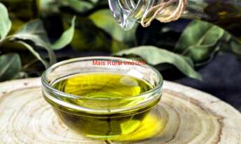 Imagem 4: Fazenda com 3000 pés de Oliveiras e 4000 pés de Café