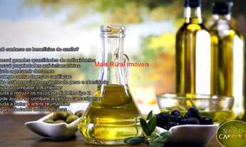 Imagem 3: Fazenda com 3000 pés de Oliveiras e 4000 pés de Café