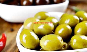 Imagem 2: Fazenda com 3000 pés de Oliveiras e 4000 pés de Café