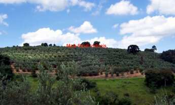 Imagem: Fazenda com 3000 pés de Oliveiras e 4000