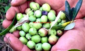 Imagem 6: Fazenda com 3000 pés de Oliveiras e 4000 pés de Café