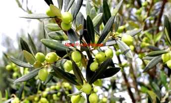 Imagem 7: Fazenda com 3000 pés de Oliveiras e 4000 pés de Café