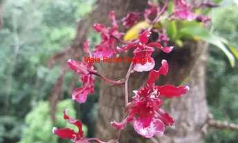 Imagem 5: Sítio Santo Antônio do Pinhal vista Pedra do Baú