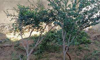 Imagem 3: TERRENO RESIDENCIAL em CONTAGEM - MG, R$370.000,00 // NOVO PROGRESSO