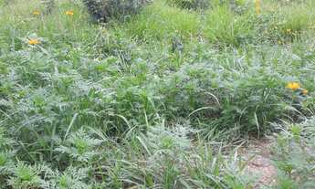 Imagem 4: TERRENO RESIDENCIAL em JABOTICATUBAS - MG, R$175.000,00 // Condominio Villa Monte Verde