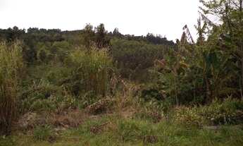 Imagem 4: Rurais à venda - no Centro